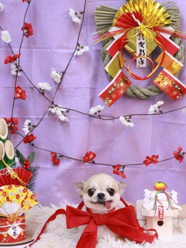 20230111momoちゃん